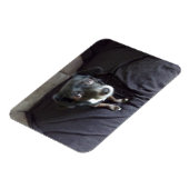 Chihuahua kijkt naar je flexibele magneet (Linkerzijde)