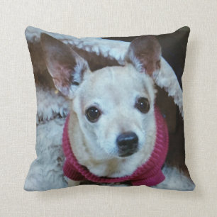 CHIHUAHUA KUSSEN