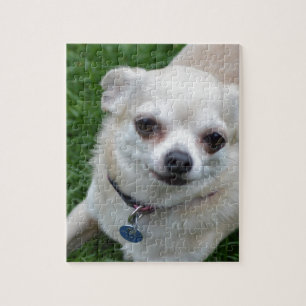 Chihuahua Legpuzzel