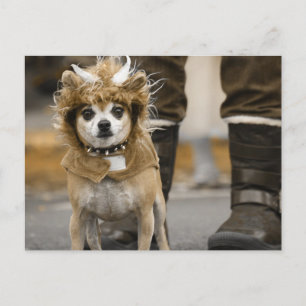 Chihuahua Lion met Horns Briefkaart