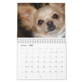 Chihuahua Love Calendar Kalender (Jan 2027)