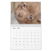 Chihuahua Love Calendar Kalender (Mar 2027)