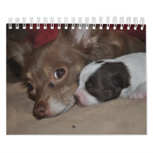 Chihuahua Love Calendar