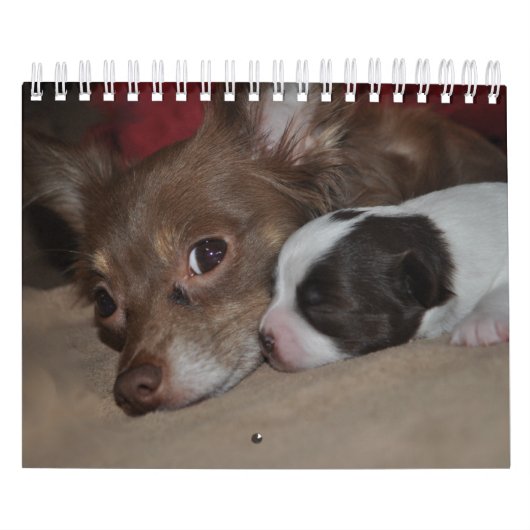 Chihuahua Love Calendar Kalender (Hoes)