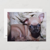 Chihuahua Lover's Delight Briefkaart (Voorkant / Achterkant)