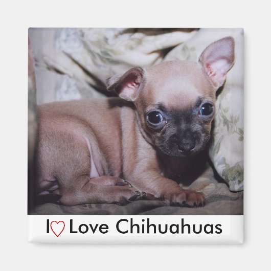 Chihuahua Lover's Delight Magneet (Voorkant)