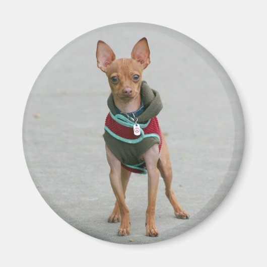 Chihuahua magnet (Voorkant)