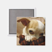 Chihuahua Magnet (Voorkant / Achterkant)