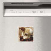 Chihuahua Magnet (Insitu (Vaatwasser))