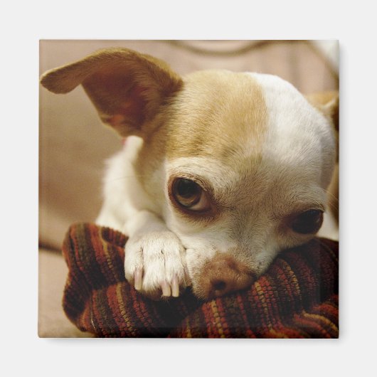 Chihuahua Magnet (Voorkant)