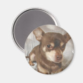 Chihuahua Magnet (Voorkant / Achterkant)