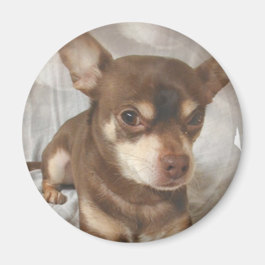 Chihuahua Magnet (Voorkant)