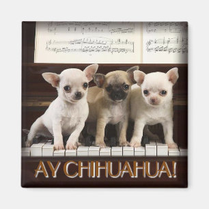 Chihuahua Magnet