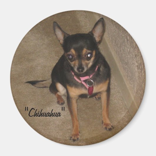 Chihuahua Magnet (Voorkant)