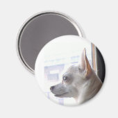Chihuahua Magnet (Voorkant / Achterkant)