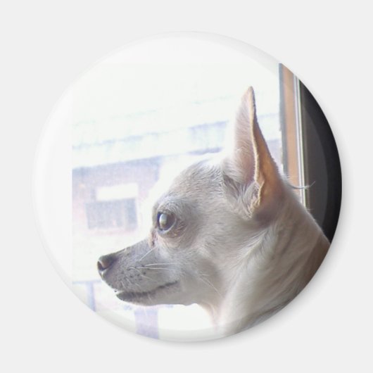 Chihuahua Magnet (Voorkant)