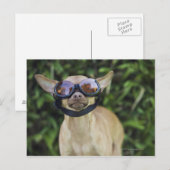 Chihuahua met bril briefkaart (Voorkant / Achterkant)