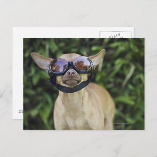 Chihuahua met bril briefkaart (Voorkant / Achterkant)