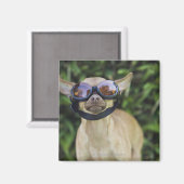 Chihuahua met bril magneet (Voorkant / Achterkant)