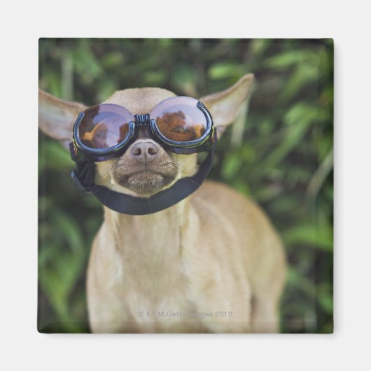 Chihuahua met bril magneet (Voorkant)