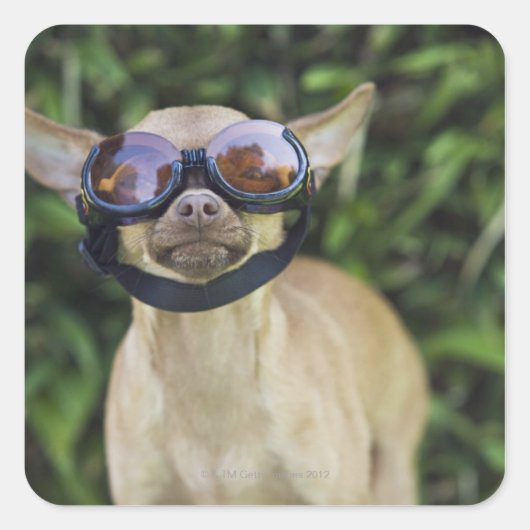 Chihuahua met bril vierkante sticker (Voorkant)