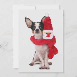 Chihuahua met de pop van de Kerstman Feestdagenkaart