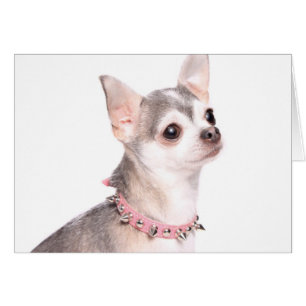 chihuahua met een roze kraag