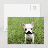 Chihuahua met grappige snor in de tuin briefkaart (Voorkant / Achterkant)