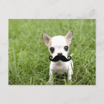 Chihuahua met grappige snor in de tuin