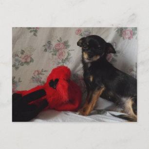 chihuahua met haar speelgoed Briefkaart