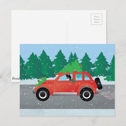 Chihuahua, met lange adem, die een auto bestuurt m briefkaart (Voorkant / Achterkant)