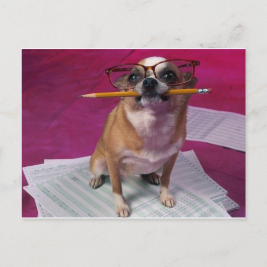 Chihuahua met potlood briefkaart (Voorkant)