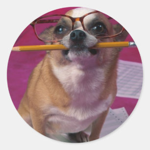 Chihuahua met potlood ronde sticker