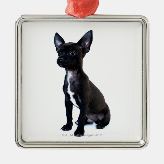 Chihuahua Metalen Ornament (Voorkant)