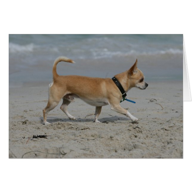 Chihuahua op Beach (Voorkant Horizontaal)