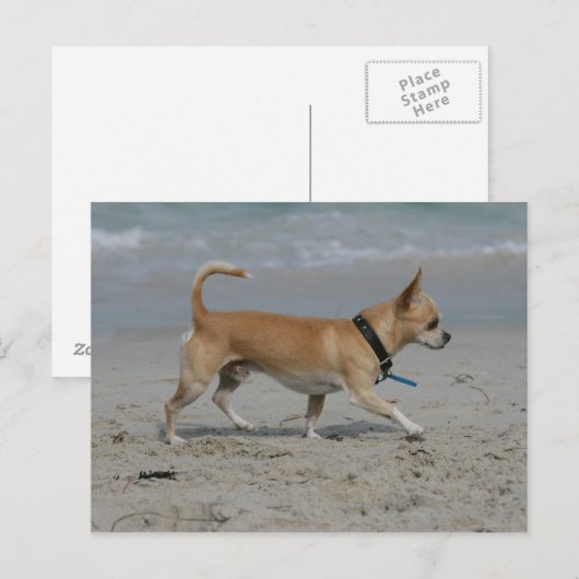 Chihuahua op Beach Briefkaart (Voorkant / Achterkant)