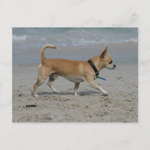 Chihuahua op Beach Briefkaart