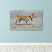 Chihuahua op Beach Canvas Afdruk (Insitu (Houten vloer))