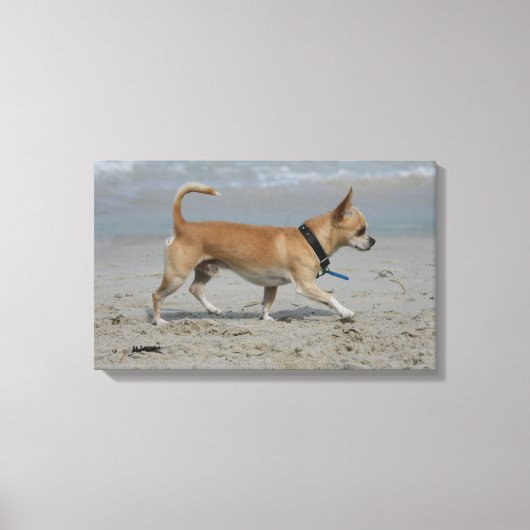 Chihuahua op Beach Canvas Afdruk (Voorkant)