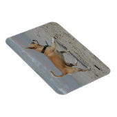 Chihuahua op Beach Magneet (Rechterzijde)