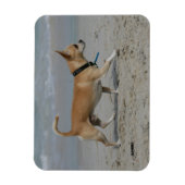 Chihuahua op Beach Magneet (Verticaal)