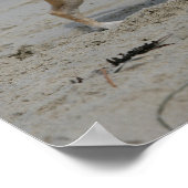 Chihuahua op Beach Poster (Hoek)