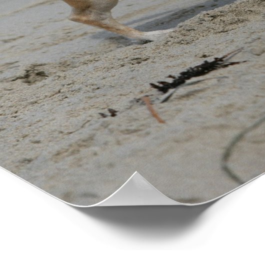 Chihuahua op Beach Poster (Hoek)