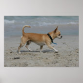 Chihuahua op Beach Poster (Voorkant)