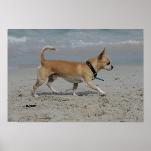Chihuahua op Beach Poster (Voorkant)