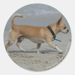 Chihuahua op Beach Ronde Sticker