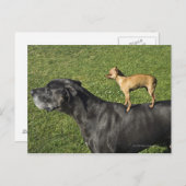 Chihuahua op Great Dane's rug 2 Briefkaart (Voorkant / Achterkant)