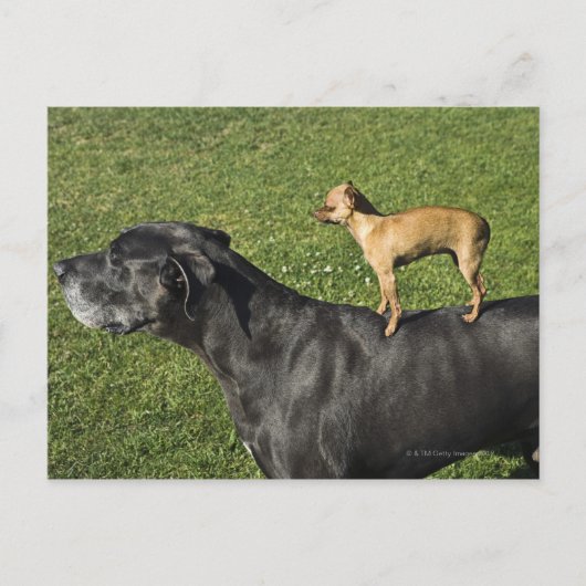 Chihuahua op Great Dane's rug 2 Briefkaart (Voorkant)
