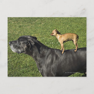 Chihuahua op Great Dane's rug 2 Briefkaart