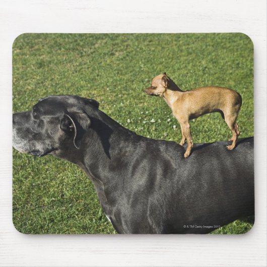 Chihuahua op Great Dane's rug 2 Muismat (Voorkant)